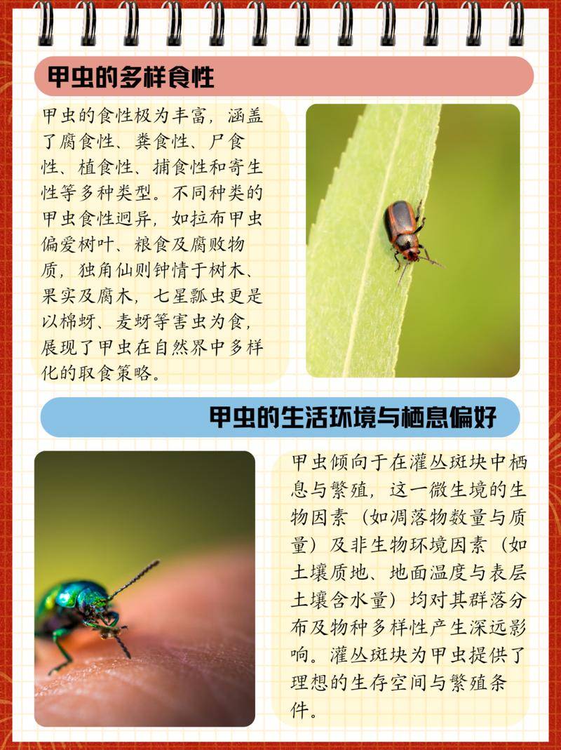 养甲虫赚钱攻略_养甲虫赚钱小游戏_养甲虫的游戏