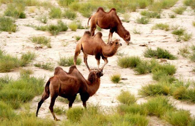扇三角洲上的辫状河流_扇三角洲和河口三角洲的区别_河口三角洲和冲积扇