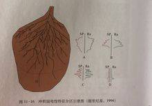 扇三角洲和河口三角洲的区别_河口三角洲和冲积扇_河口三角洲冲积扇河漫滩