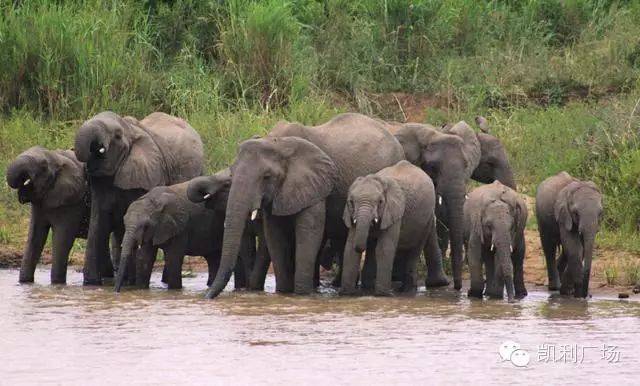 三角洲特种部队人员编制_三角洲特种部队3操作_三角洲特种部队6命令