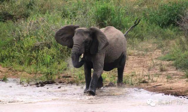 三角洲特种部队人员编制_三角洲特种部队6命令_三角洲特种部队3操作