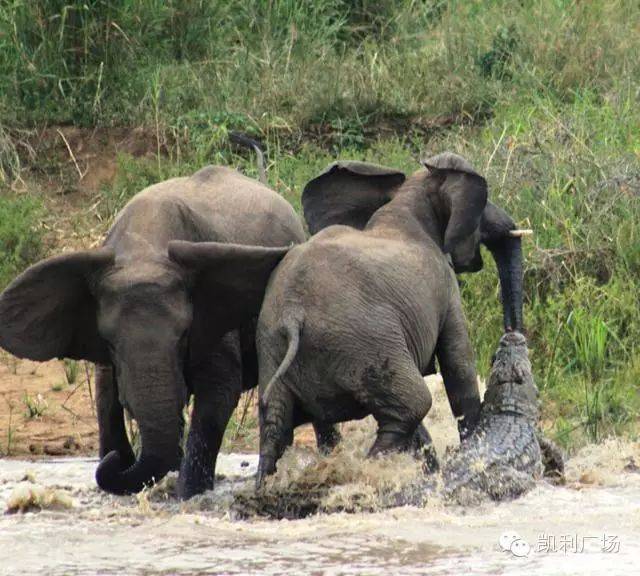 三角洲特种部队人员编制_三角洲特种部队6命令_三角洲特种部队3操作