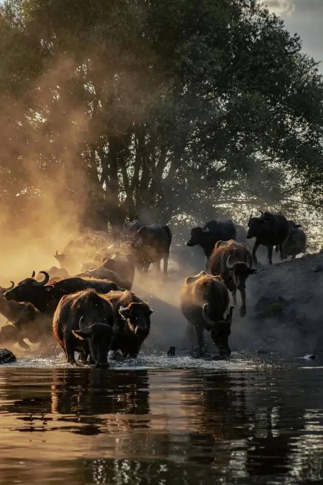 博茨瓦纳三角洲营地_奥卡万戈三角洲面积变化特点_博茨瓦纳奥卡万戈三角洲