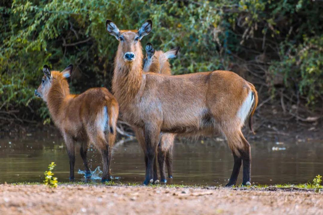 塞内加尔河三角洲图_三角洲irene_三角洲河流分叉的原因