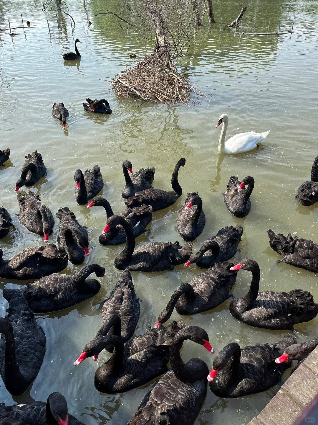三角洲风景区_三角洲多少门票_三角洲门票多少钱