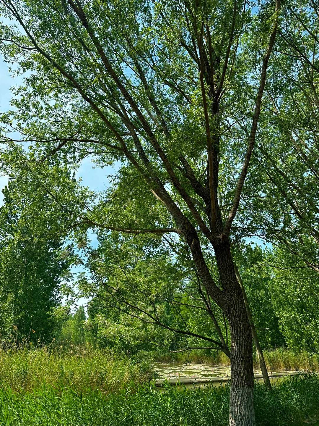 三角洲门票多少钱_三角洲风景区_三角洲多少门票