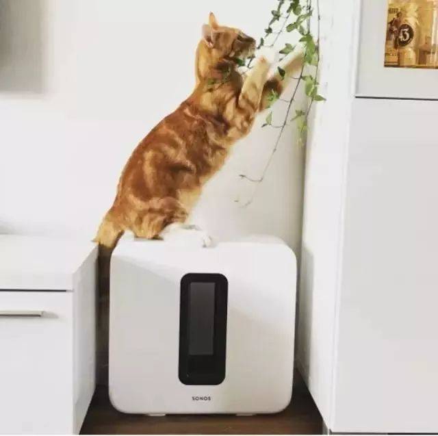 三角洲特种部队穿什么军靴_三角洲特种部队穿的鞋子_三角洲特种部队帽子