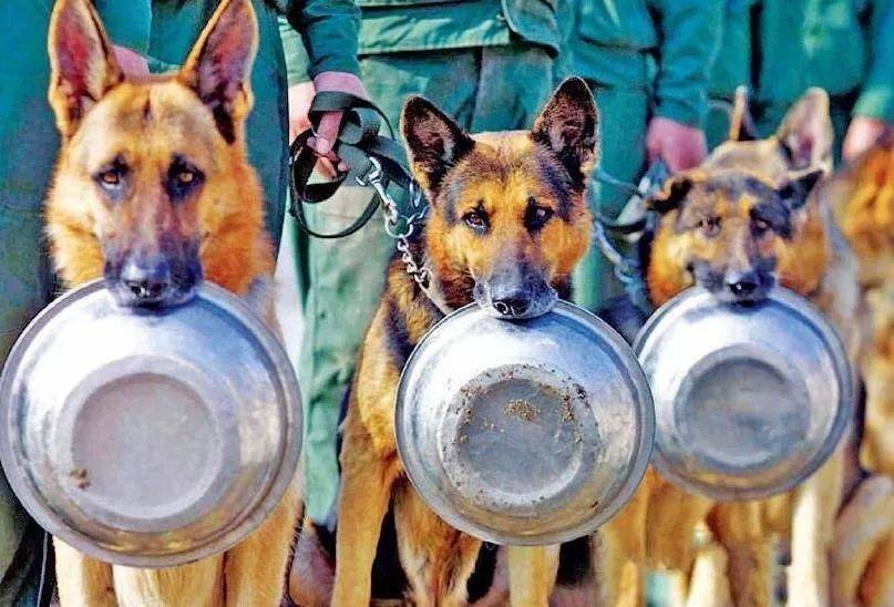 三角洲特种部队游戏下载_三角洲特种部队3下载_三角洲特种部队1手机版