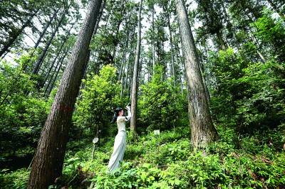 林下能生金、绿电遍园区、大楼会呼吸——好生态可以这个样