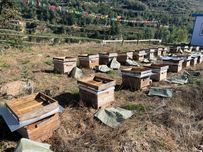 农村大棚种植项目_2025年免费赚钱的好项目_蜂农养殖致富