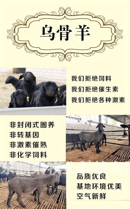 乌骨黑山羊养殖_农村冷门暴利养殖_15年0元赚钱加盟商机