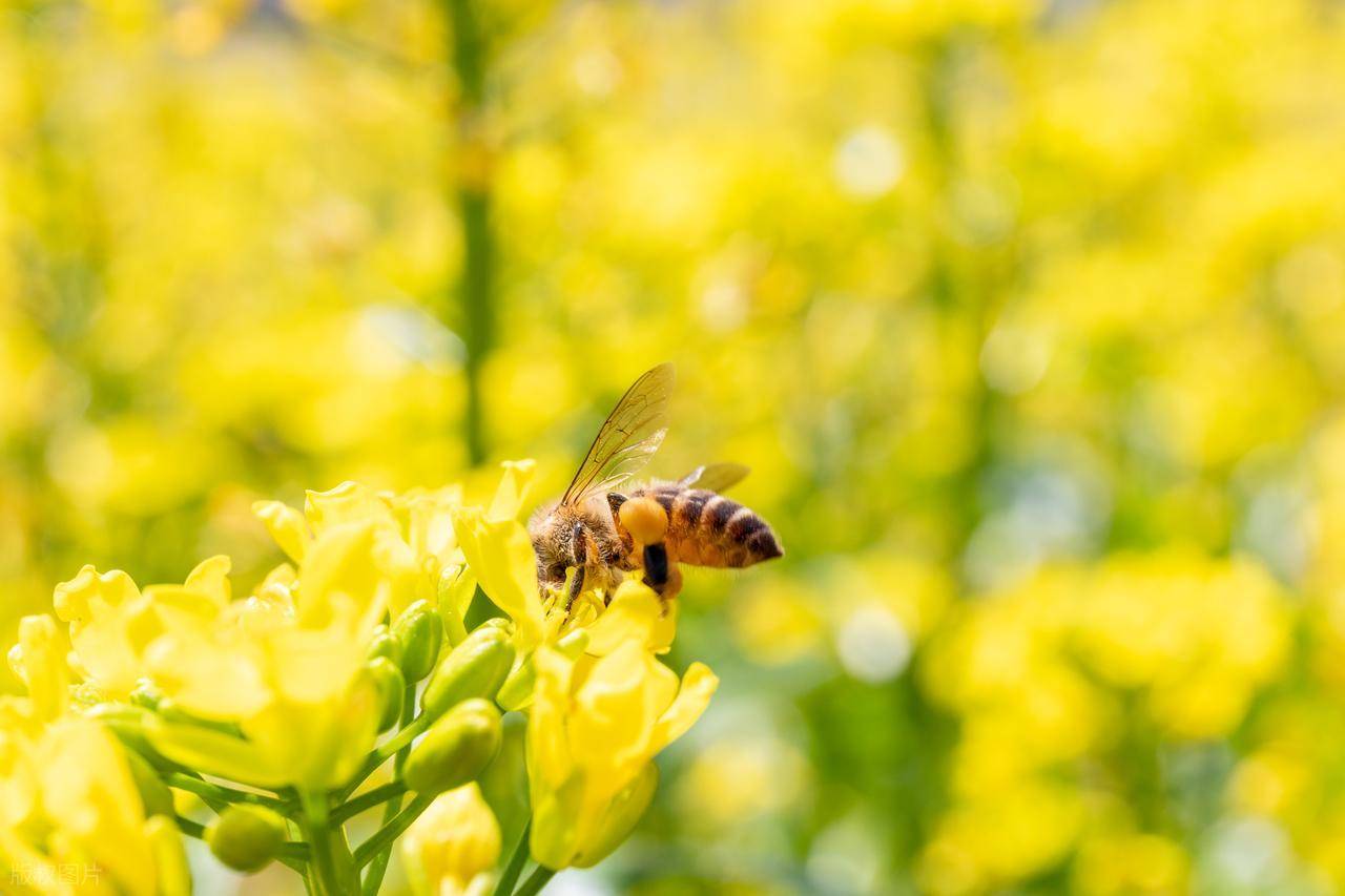 在农村开什么店能赚钱_年入10万养殖项目_农村特色养殖项目