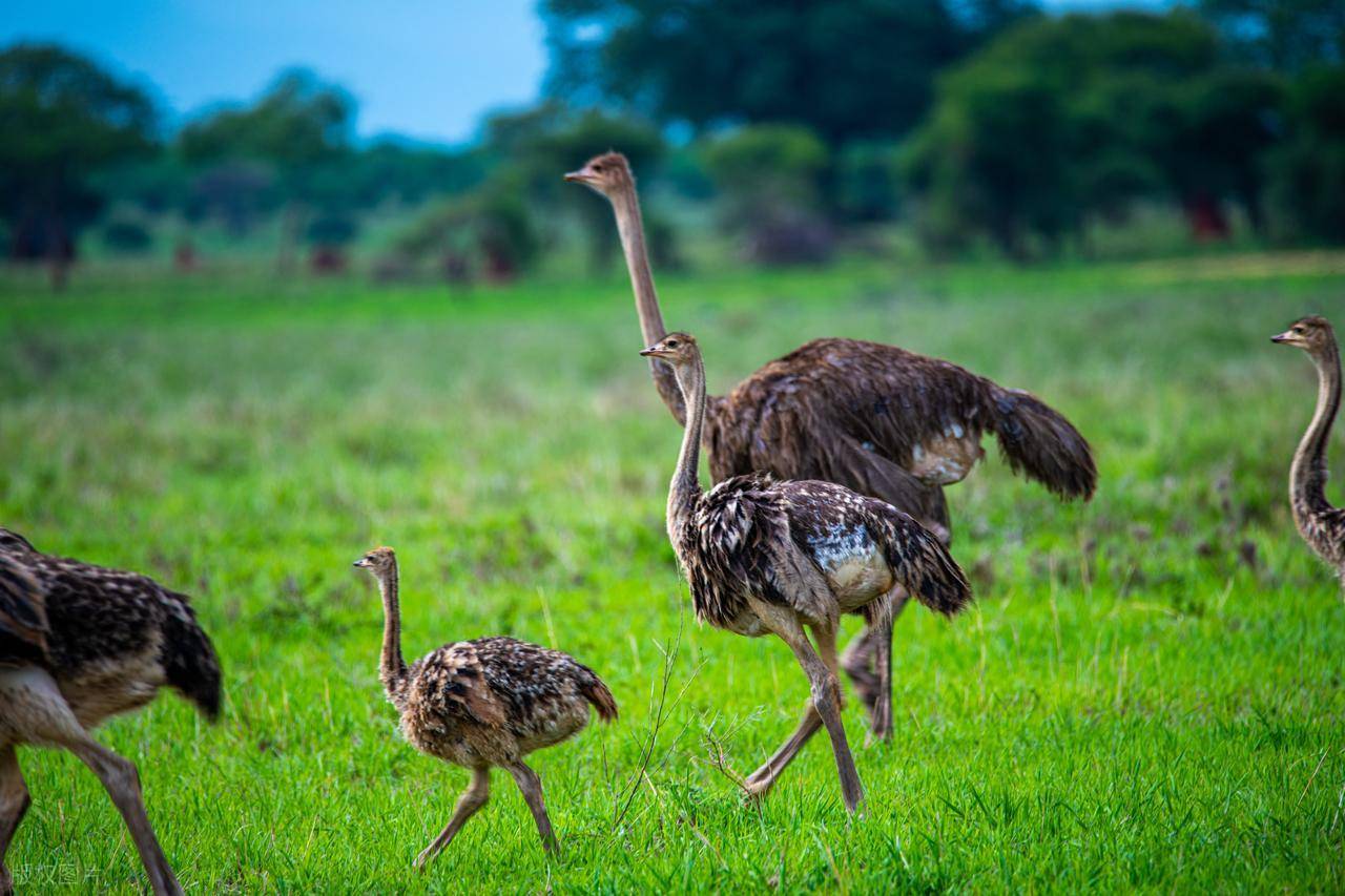 年入10万养殖项目_农村特色养殖项目_在农村开什么店能赚钱