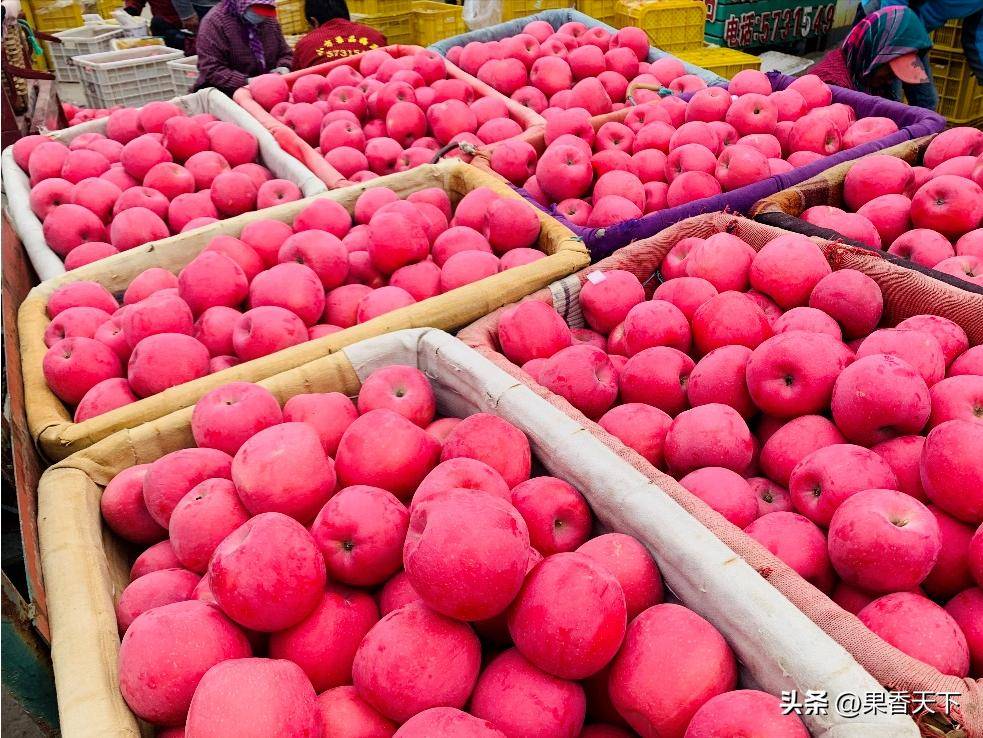 种植什么果树赚钱_苹果产业变革_栖霞苹果收购价格