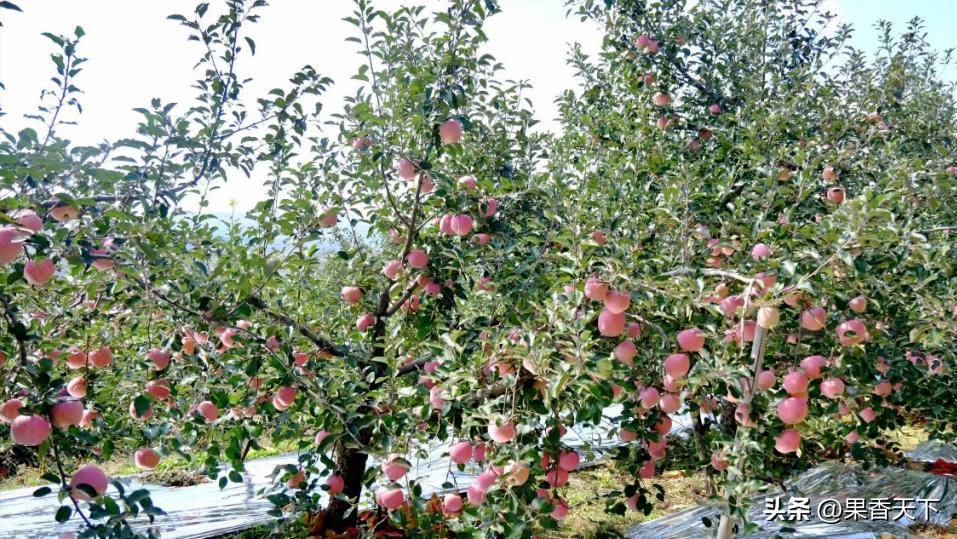 栖霞苹果收购价格_苹果产业变革_种植什么果树赚钱