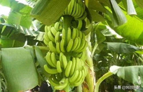 无核荔枝种植前景_种植什么果树赚钱_车厘子市场需求量增加