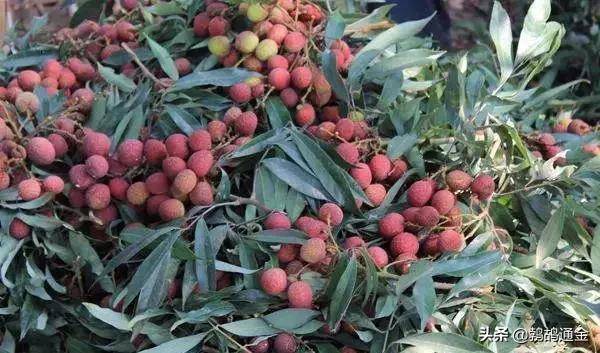 无核荔枝种植前景_种植什么果树赚钱_车厘子市场需求量增加