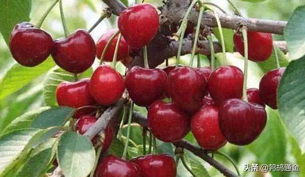 车厘子市场需求量增加_种植什么果树赚钱_无核荔枝种植前景