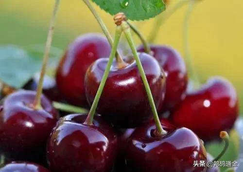 车厘子市场需求量增加_种植什么果树赚钱_无核荔枝种植前景