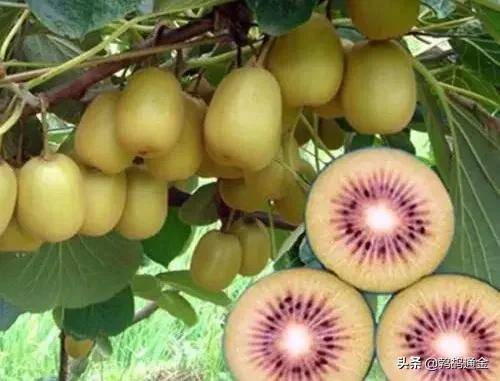 无核荔枝种植前景_种植什么果树赚钱_车厘子市场需求量增加