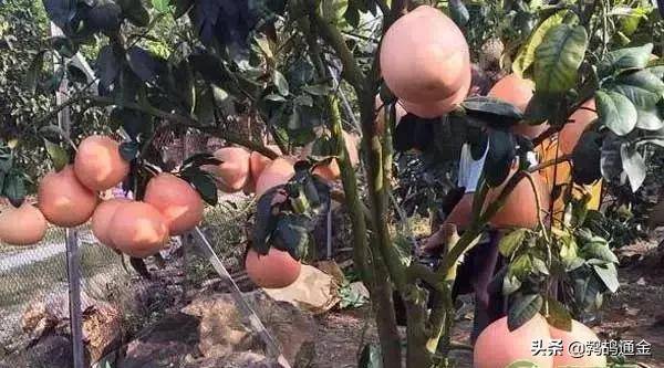 车厘子市场需求量增加_无核荔枝种植前景_种植什么果树赚钱