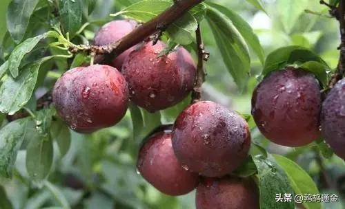 车厘子市场需求量增加_无核荔枝种植前景_种植什么果树赚钱