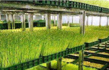 种植什么果树赚钱_ 高利润冷门种植 _冷门种植项目