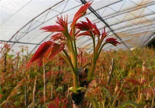 种植什么果树赚钱_ 高利润冷门种植 _冷门种植项目