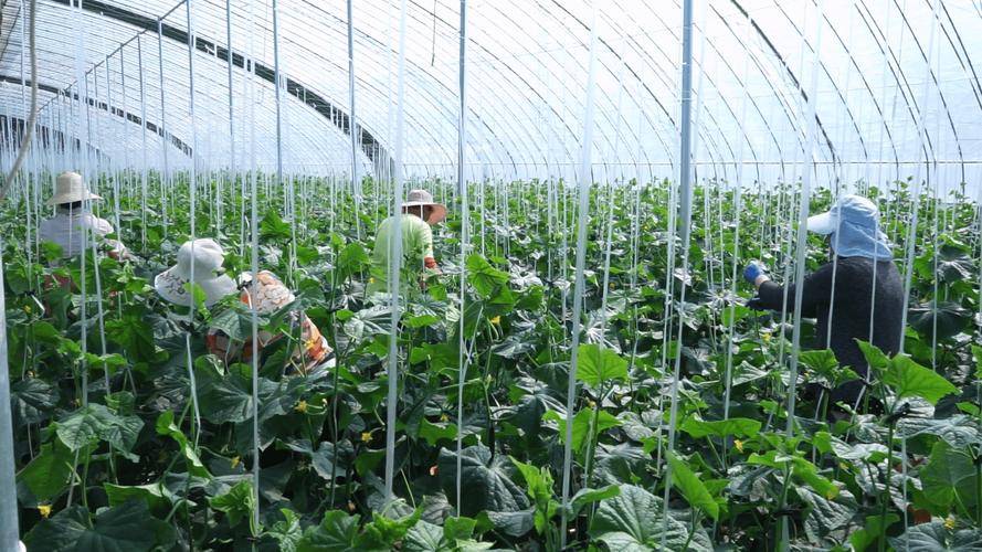 冷门种植项目 _ 高利润冷门种植 _种植什么果树赚钱