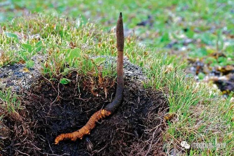 种植什么果树赚钱_冷门种植项目 _ 高利润冷门种植