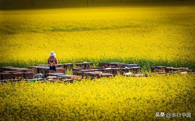 种植什么果树赚钱_甜蜜创富模式_1万元林下养蜂果树种植