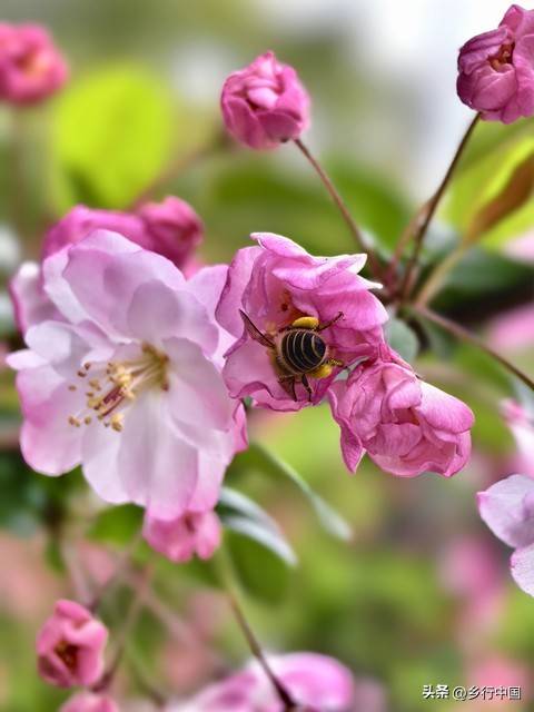 1万元林下养蜂果树种植_种植什么果树赚钱_甜蜜创富模式