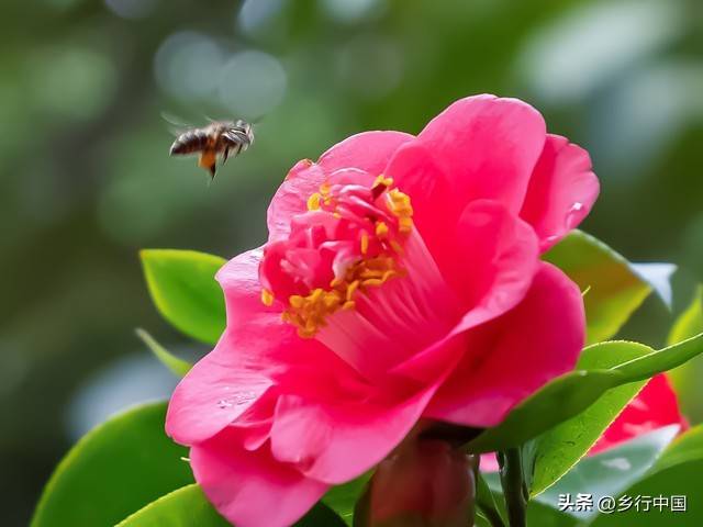 1万元林下养蜂果树种植_种植什么果树赚钱_甜蜜创富模式