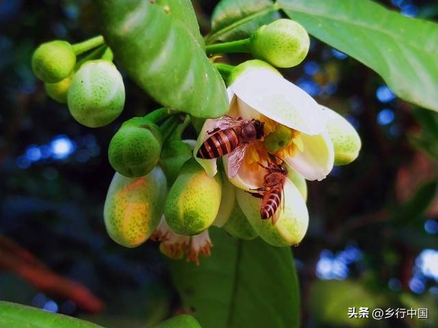 种植什么果树赚钱_1万元林下养蜂果树种植_甜蜜创富模式