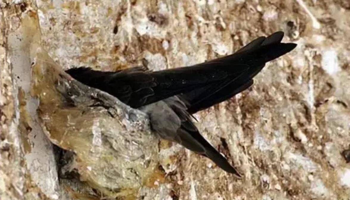 朋友圈卖燕窝真赚钱_四川雅砻江燕窝采集_采燕窝手艺传承困难