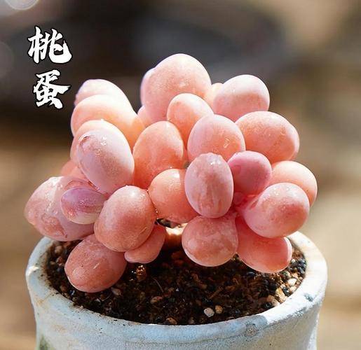 多肉植物温室大棚种植技术_温室大棚种什么花赚钱_北方温室大棚种植多肉植物