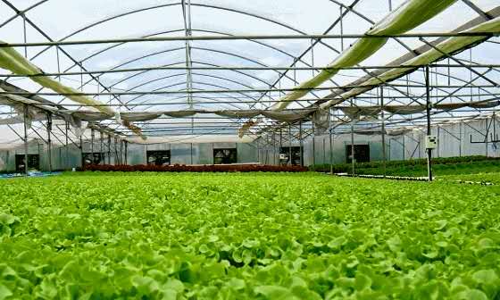 温室大棚种什么花赚钱_智能温室建造价格_温室大棚造价