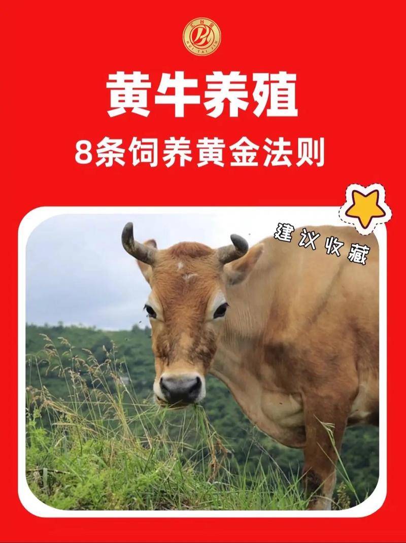 怎样养奶牛多赚钱_奶牛精细化饲养方法_科学养牛秘籍