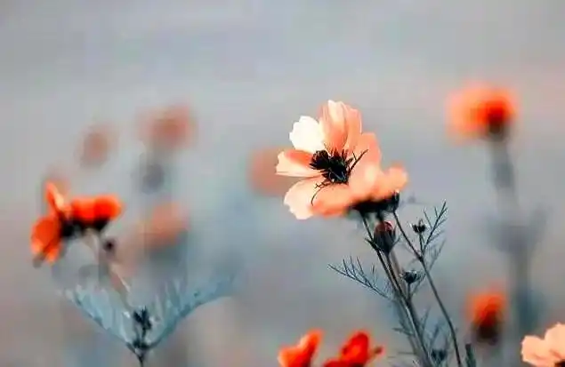 老婆赚钱_婚姻经济独立 加分项减分项 婚姻财务管理