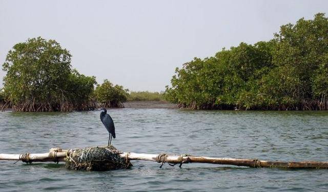 三角洲irene_三角洲河流分叉的原因_塞内加尔河三角洲图