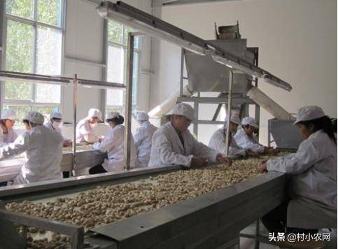 投资做什么赚钱_农村水产养殖项目_农村药材种植项目