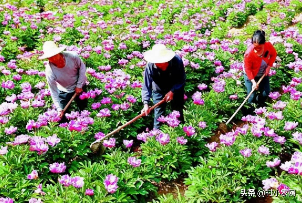 投资做什么赚钱_农村水产养殖项目_农村药材种植项目