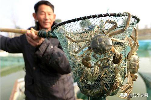 投资做什么赚钱_农村水产养殖项目_农村药材种植项目