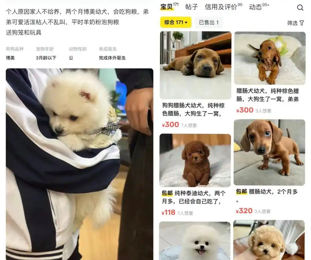 活体宠物交易乱象_宠物贩子生意经_卖什么宠物赚钱