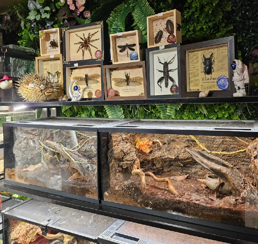 冷门动物直播带货_异宠电商新赛道_卖什么宠物赚钱