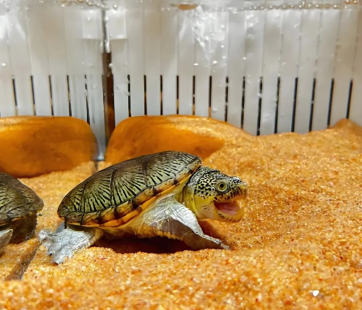 冷门动物直播带货_卖什么宠物赚钱_异宠电商新赛道