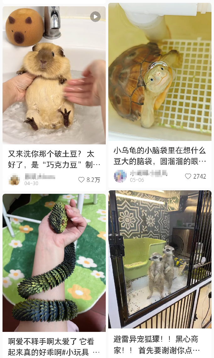 异宠电商新赛道_冷门动物直播带货_卖什么宠物赚钱