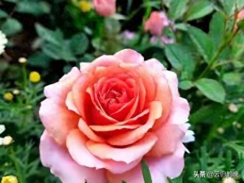 女性做什么赚钱_女性自我成长_女人赚钱爱自己