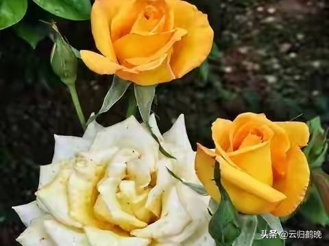 女性做什么赚钱_女人赚钱爱自己_女性自我成长