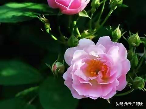 女性做什么赚钱_女性自我成长_女人赚钱爱自己